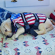 Bella Rae joined the competition — help win amazing prizes! accessories, american_flag, bed, bedroom, blanket, cream_fur, curled_up, cute, dog, harness, indoors, nap, peaceful, pet, photography, plush_toy, puppy, resting, sleeping, stars_and_stripes