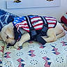 accessories, american_flag, bed, bedroom, blanket, cream_fur, curled_up, cute, dog, harness, indoors, nap, peaceful, pet, photography, plush_toy, puppy, resting, sleeping, stars_and_stripes