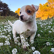 Joy a rejoint le concours — aidez-le/la à gagner de superbes lots ! puppy, dog, young_dog, outdoor, nature, flowers, field, grass, sunset, golden_hour, small_animal, curious, white_fur, brown_patch, close_up, animal_portrait, adorable, pet, spring, greenery