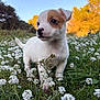 puppy, dog, young_dog, outdoor, nature, flowers, field, grass, sunset, golden_hour, small_animal, curious, white_fur, brown_patch, close_up, animal_portrait, adorable, pet, spring, greenery