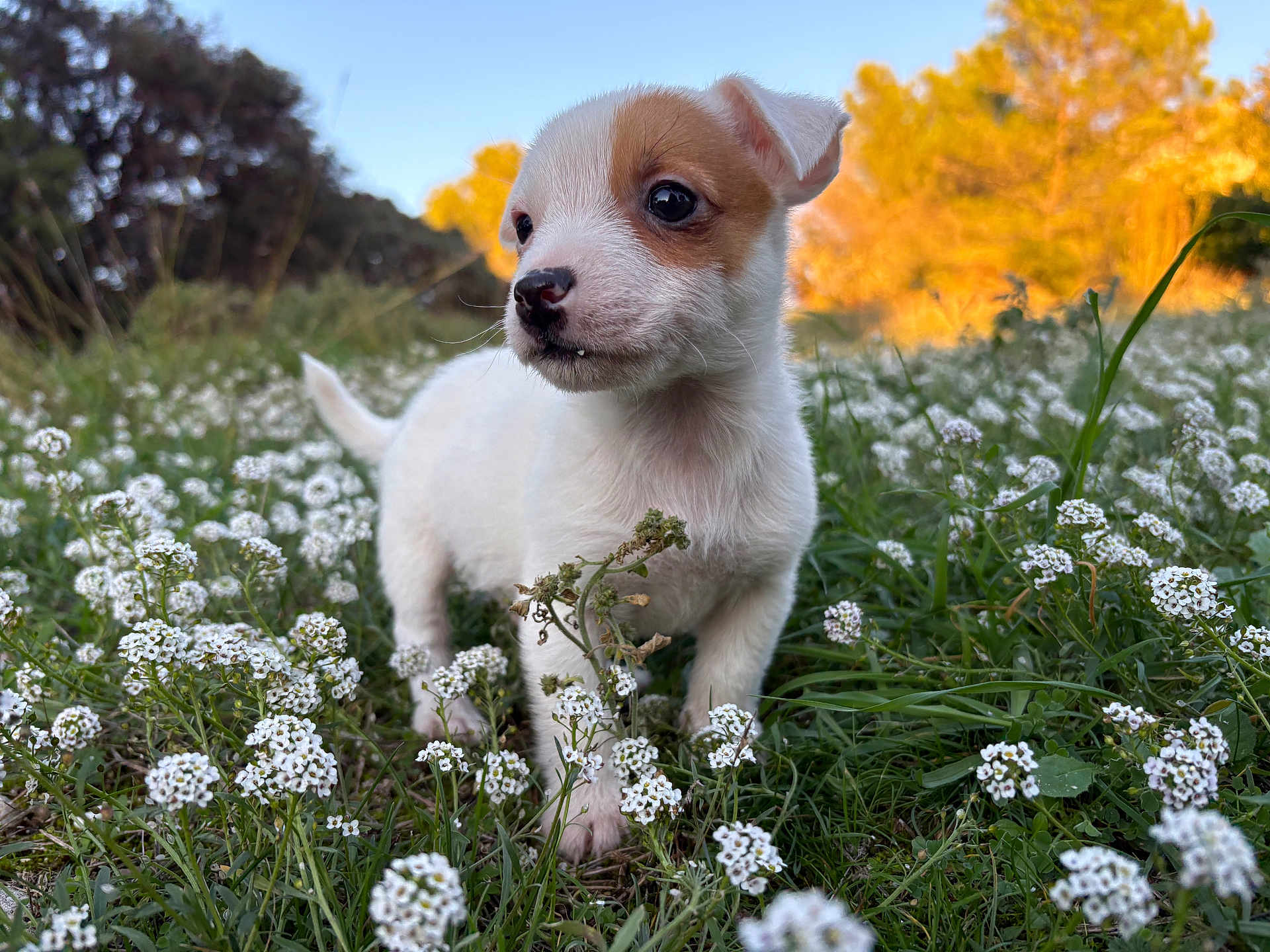 Joy a rejoint le concours — aidez-le/la à gagner de superbes lots ! puppy, dog, young_dog, outdoor, nature, flowers, field, grass, sunset, golden_hour, small_animal, curious, white_fur, brown_patch, close_up, animal_portrait, adorable, pet, spring, greenery