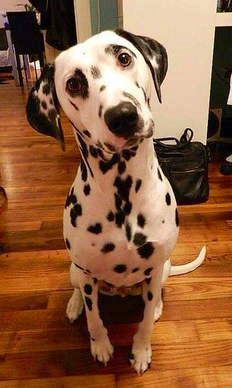 Gommette participe au concours pour gagner de l'argent avec cette photo : canidae, carnivore, companion_dog, dalmatian, dog, dog_breed, fawn, mammal, non_sporting_group, snout, sporting_group, vertebrate