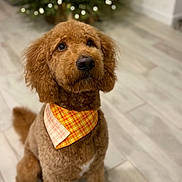 Archie is registered to the contest to win money with this photo: dog, brown_dog, bandana, orange_bandana, indoor, floor, tile_floor, christmas_tree, holiday_lights, blurred_background, pet, cute, fluffy, sitting, attentive, portrait, canine, domestic_animal, decor, festive