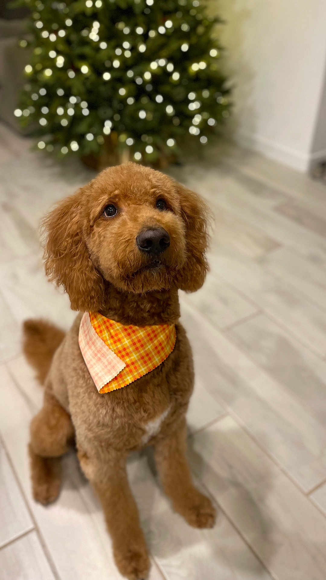 Archie