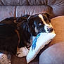 dog, couch, pillow, heterochromia, pet, resting, indoor, brown_leather, black_fur, white_fur, blue_eyes, animal, cozy, relaxation, domestic, fur, snout, ears, harness, blanket
