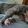 cat, gray_cat, sleeping, lying_down, pet, animal, feline, whiskers, paws, fur, blue_bedding, bed, bedroom, relaxed, cozy, indoors, close_up, resting, sprawled, nap