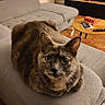 cat, tortoiseshell_cat, pet, animal, feline, green_eyes, whiskers, ears, fur, sitting, indoors, living_room, ottoman, couch, coffee_table, remote_control, gift_box, shelving, home_decor, portrait