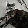 cat, feline, pet, animal, black_fur, gray_fur, tortoiseshell, green_eyes, whiskers, ears, paws, lying_down, lounging, bed, bedding, indoors, portrait, close_up, alert, relaxed