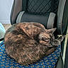 cat, sleeping, curled_up, feline, fur, brown_cat, gray_cat, animal, pet, indoors, chair, gaming_chair, cushion, floral_pattern, blue, relaxed, resting, cozy, home, portrait