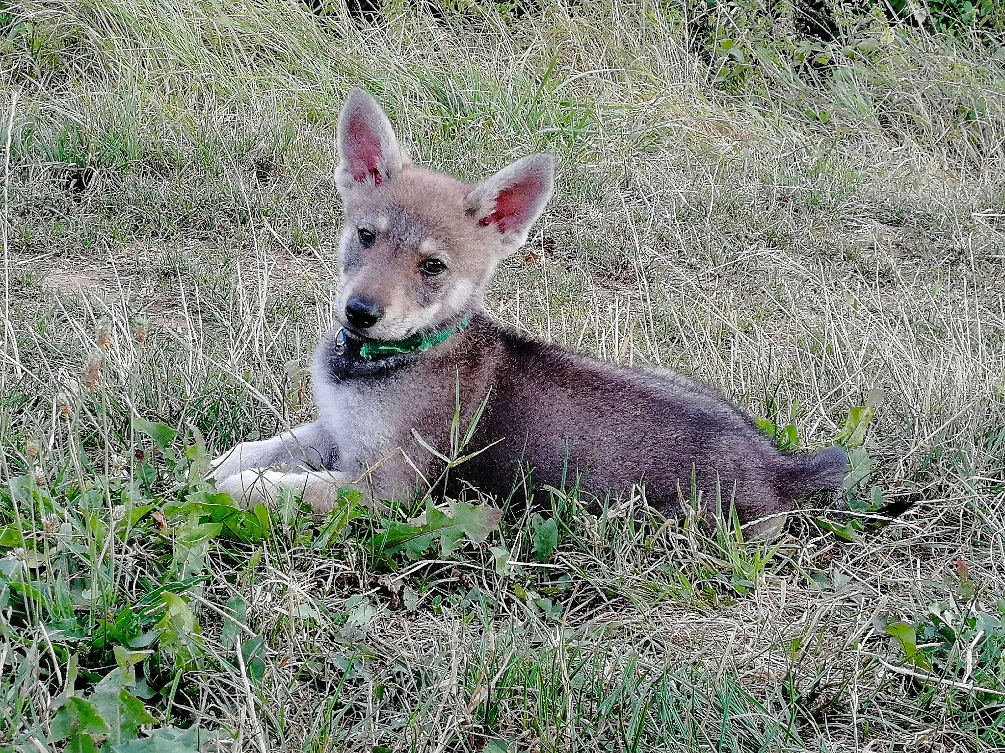 Louna a rejoint le concours — aidez-le/la à gagner de superbes lots ! canidae, carnivore, field, fox, fur, grass_family, groundcover, macropodidae, marsupial, prairie, snout, subshrub, terrestrial_animal, wildlife