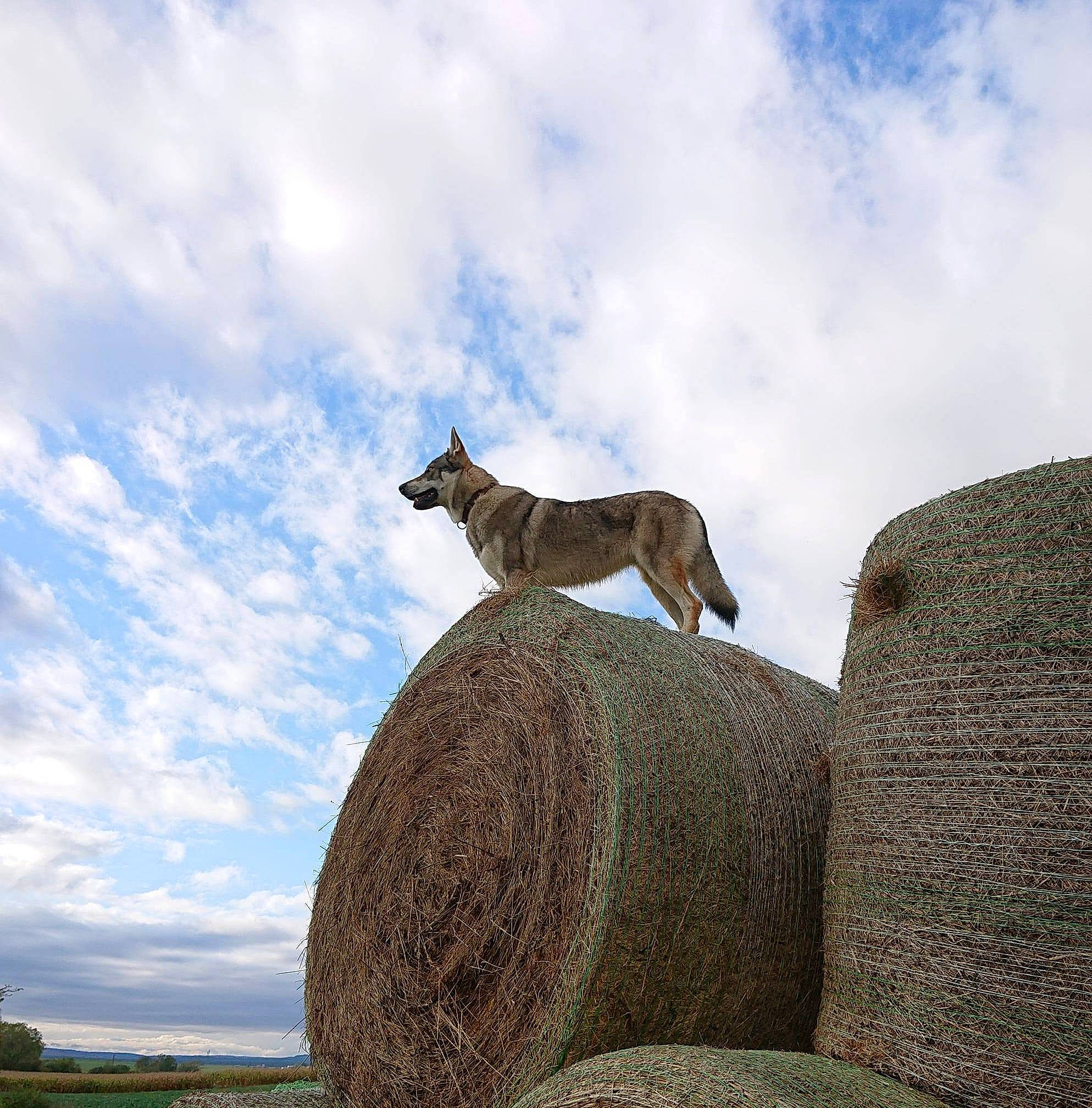 Louna participe au concours pour gagner de l'argent avec cette photo : boulder, canidae, carnivore, circle, cloud, collar, cumulus, dog, dog_breed, grass_family, hay, historic_site, meteorological_phenomenon, monument, rock, sky, snout, straw, tail, working_animal