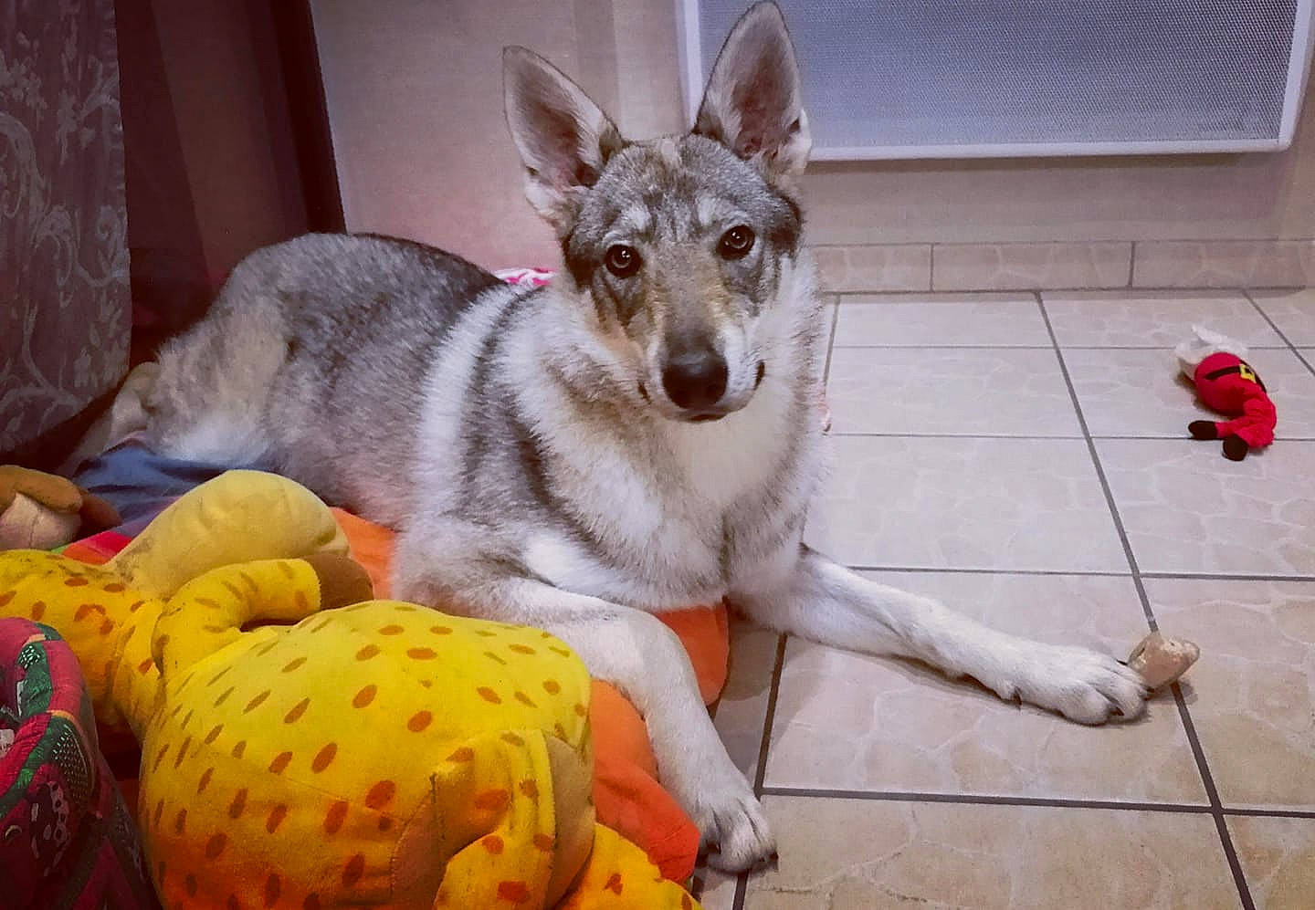 Louna participe au concours pour gagner de l'argent avec cette photo : ancient_dog_breeds, canidae, canis, carnivore, collar, comfort, dog, dog_bed, dog_breed, dog_supply, fur, koolie, paw, pet_supply, sporting_group, tail, toy, working_animal, working_dog