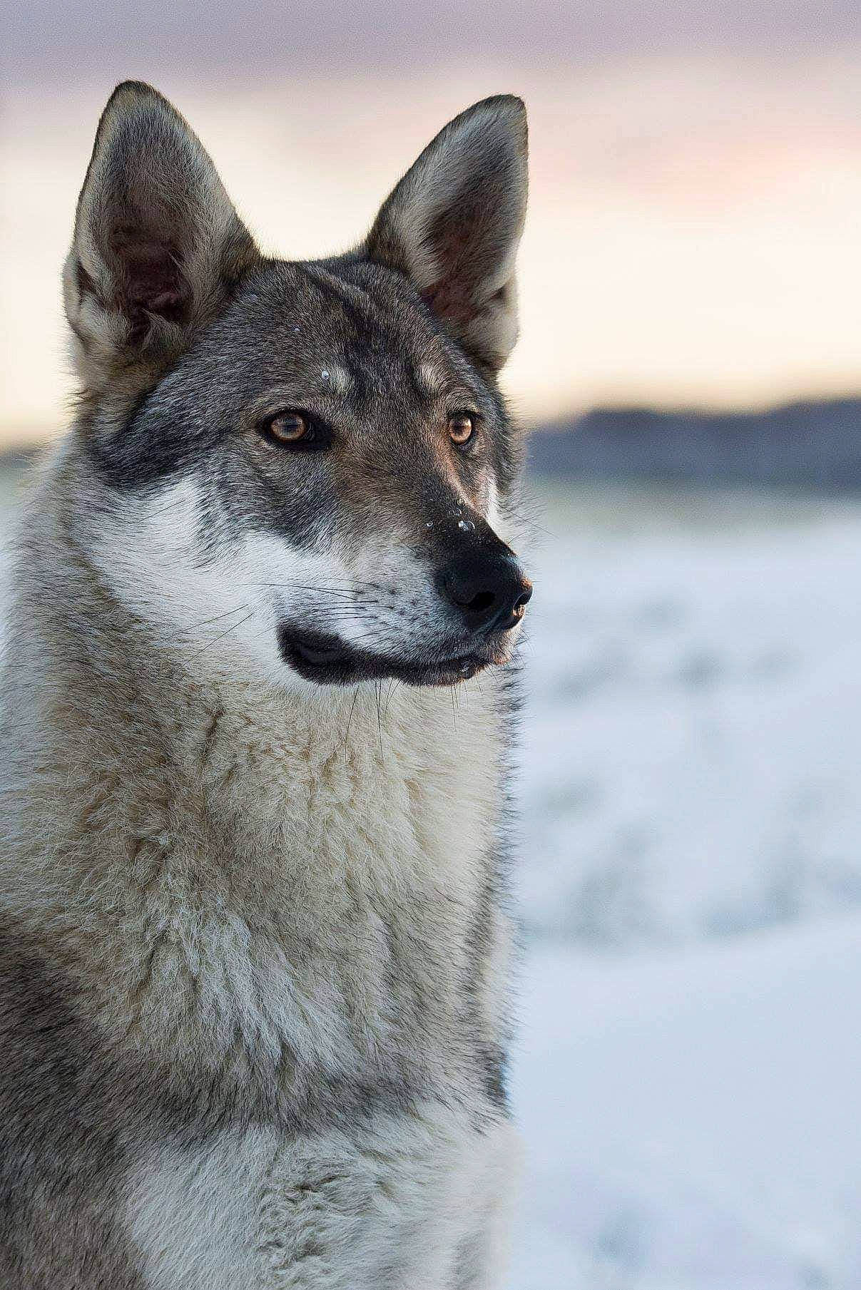 Louna a rejoint le concours — aidez-le/la à gagner de superbes lots ! ancient_dog_breeds, canidae, canis, carnivore, dog, dog_breed, freezing, glacial_landform, grey, ice, jaw, precipitation, sled_dog, snout, snow, whiskers, winter, wolfdog, working_animal, working_dog