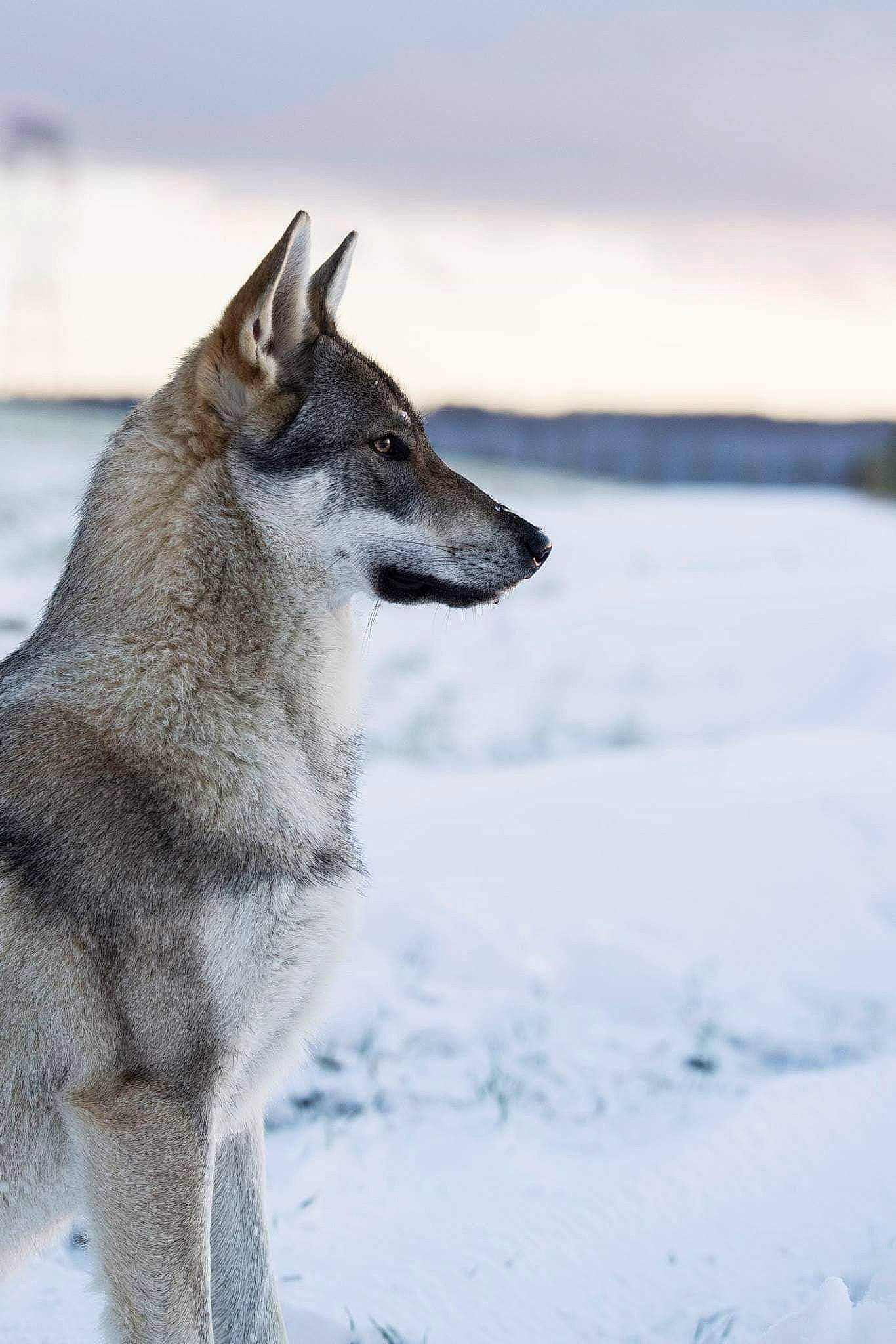 Louna participe au concours pour gagner de l'argent avec cette photo : atmospheric_phenomenon, black, canidae, canis, canis_lupus_tundrarum, carnivore, dog, dog_breed, freezing, geological_phenomenon, glacial_landform, grey, ice, snout, snow, vertebrate, wilderness, wildlife, winter, wolf
