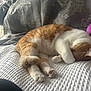 Toulouse joined the competition — help win amazing prizes! abyssinian, animal, bed, bedroom, blanket, cat, computer, couch, cushion, furniture, homedecor, indoors, kitten, linen, manx, person, pet, quilt, room, sleeping