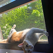 Toulouse is registered to the contest to win money with this photo: abyssinian, animal, architecture, building, cat, grass, kitten, manx, nature, outdoors, person, pet, plant, shelter, siamese, tree, vegetation, window, windowsill, wood