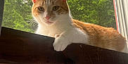 Toulouse is registered to the contest to win money with this photo: abyssinian, angora, animal, canine, cat, dog, hardwood, hound, kitten, manx, pet, plant, siamese, tree, window, windowsill, wood