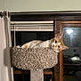 Toulouse joined the competition — help win amazing prizes! abyssinian, animal, bed, canine, cat, closet, couch, cupboard, den, dog, dogbed, furniture, hardwood, indoors, kitten, manx, pet, shelf, siamese, wood