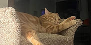 Grayson is registered to the contest to win money with this photo: abyssinian, animal, architecture, armchair, bag, cat, chair, couch, cushion, furniture, homedecor, indoors, interiordesign, linen, manx, person, pet, plant, sleeping, wood