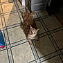 Grayson is registered to the contest to win money with this photo: abyssinian, accessories, animal, cat, clothing, footwear, hardwood, indoors, interiordesign, kitten, manx, path, pet, plywood, shoe, siamese, slate, tile, walkway, wood
