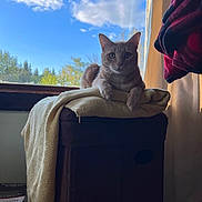 Grayson joined the competition — help win amazing prizes! abyssinian, animal, architecture, blanket, building, cat, chair, couch, furniture, homedecor, indoors, kitten, laundry, linen, manx, outdoors, pet, shelter, siamese, towel