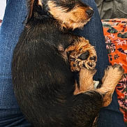 Borgia participe au concours pour gagner de l'argent avec cette photo : animal, black_and_tan, blanket, closeup, cozy, cute, dog, domestic_animal, fabric, fur, indoor, jeans, lap, paw, pet, puppy, relaxation, resting, sleeping, snuggling