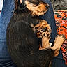 animal, black_and_tan, blanket, closeup, cozy, cute, dog, domestic_animal, fabric, fur, indoor, jeans, lap, paw, pet, puppy, relaxation, resting, sleeping, snuggling