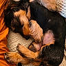 Borgia participe au concours pour gagner de l'argent avec cette photo : animal, blanket, companion, cozy, curled_up, cute, dog, fur, indoor, orange, paw, peaceful, pet, puppy, relaxation, resting, sleeping, small_dog, soft_texture, tail