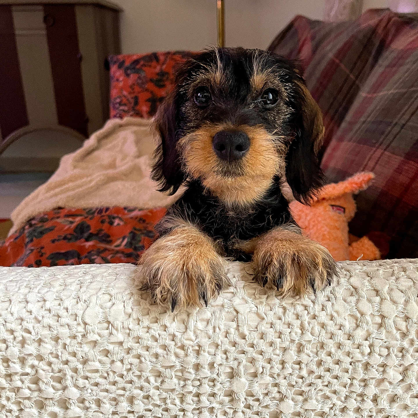 Borgia participe au concours pour gagner de l'argent avec cette photo : animal, black, blanket, brown, couch, cozy, cute, dog, eyes, face, fur, furniture, indoors, lamp, living_room, pet, pillow, puppy, scruffy, texture