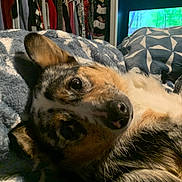 Sparky joined the competition — help win amazing prizes! bedroom, blanket, canine, close_up, closet, clothing, comfort, cozy, dog, fur, home, indoor, lying_down, pattern, pet, relaxation, resting, soft, television, warm