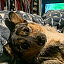 bedroom, blanket, canine, close_up, closet, clothing, comfort, cozy, dog, fur, home, indoor, lying_down, pattern, pet, relaxation, resting, soft, television, warm
