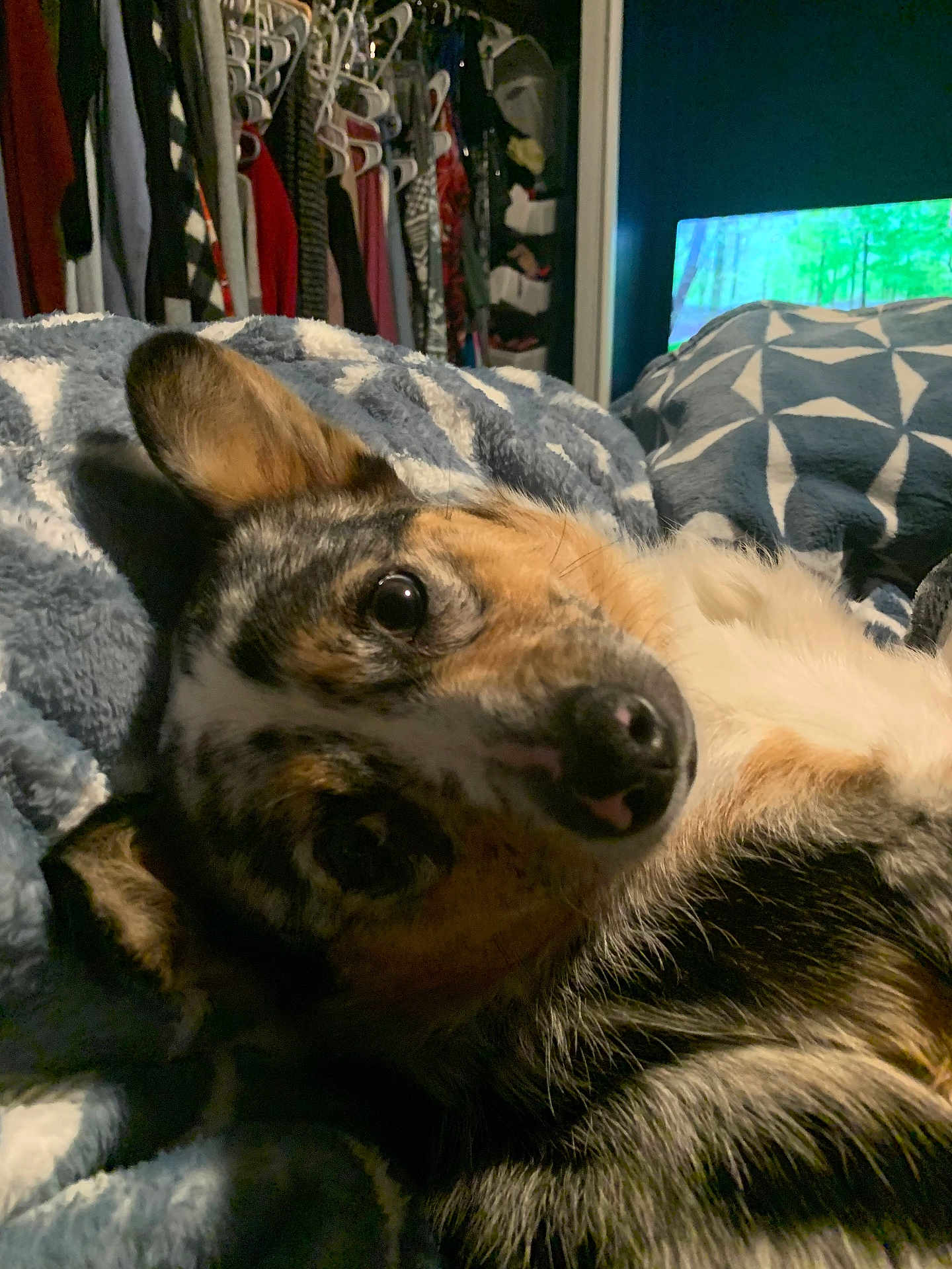 Sparky