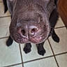 Akiyo a rejoint le concours — aidez-le/la à gagner de superbes lots ! animal, brown_dog, canine, chocolate_labrador, close_up, curious, dog, domestic_animal, eyes, floor, indoor, labrador, looking_up, muzzle, nose, pet, portrait, snout, tile_floor, whiskers