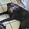 Akiyo participe au concours pour gagner de l'argent avec cette photo : animal, baby_gate, black_dog, brown_eyes, canine, companion, dog, domestic, electrical_outlet, floor, guard, household, indoor, labrador, looking, pet, relaxed, resting, tile_floor, wall