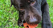 Akiyo a rejoint le concours — aidez-le/la à gagner de superbes lots ! animal, black_labrador, canine, chewing, close_up, daylight, dog, fur, grass, green, nature, outdoor, paw, pet, playful, puppy, snout, summer, toy, young_dog