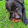 animal, black_labrador, canine, chewing, close_up, daylight, dog, fur, grass, green, nature, outdoor, paw, pet, playful, puppy, snout, summer, toy, young_dog