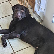 Akiyo participe au concours pour gagner de l'argent avec cette photo : animal, black_dog, canine, companion, dog, domestic, floor_tiles, fur, home, indoor, labrador, looking_back, lying_down, paw, pet, portrait, power_outlet, resting, tile_floor, wooden_gate