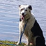 animal, black_and_white, canine, collar, companion, dog, fur, grass, happy, lake, leash, mammal, nature, outdoor, pet, sitting, smiling, sunny, tongue_out, water
