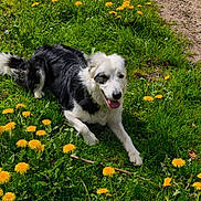 Tiago participe au concours pour gagner de l'argent avec cette photo : animal, black_and_white, canine, dandelion, dog, flower, grass, greenery, happy, lawn, meadow, nature, outdoor, pet, playful, relaxed, resting, summer, sunlight, tongue_out