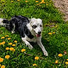 animal, black_and_white, canine, dandelion, dog, flower, grass, greenery, happy, lawn, meadow, nature, outdoor, pet, playful, relaxed, resting, summer, sunlight, tongue_out
