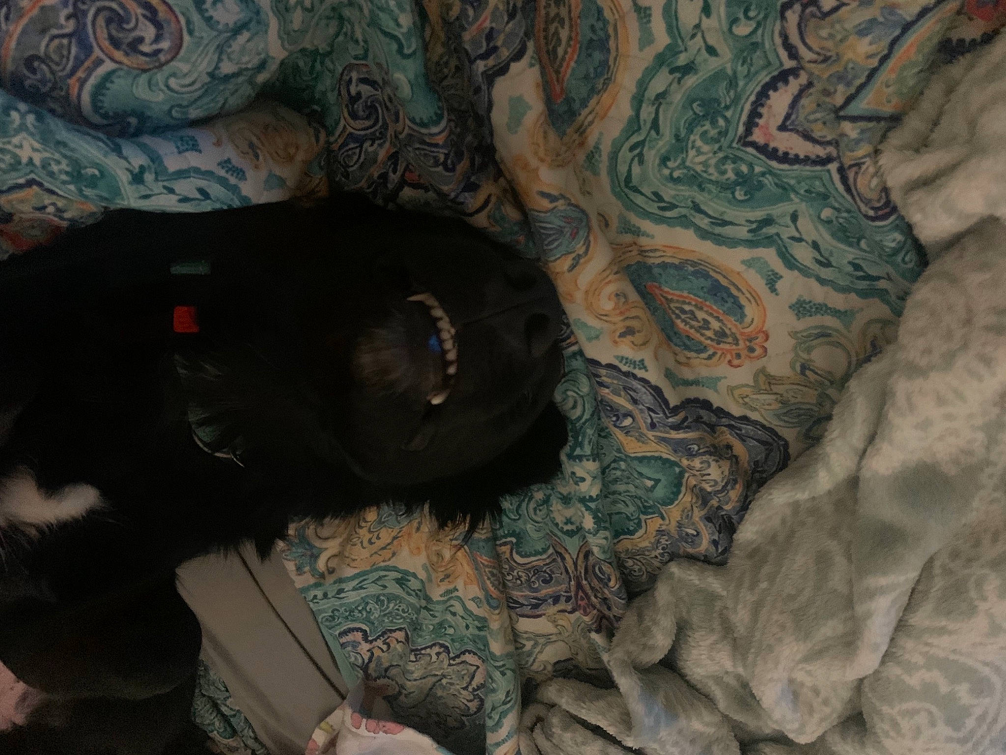 Jerzey joined the competition — help win amazing prizes! carnivore, comfort, companion_dog, dog, flooring, fur, grey, linens, liver, military_camouflage, pattern, room, sleeve, tail, terrestrial_animal, tree, visual_arts, whiskers, wood, working_animal