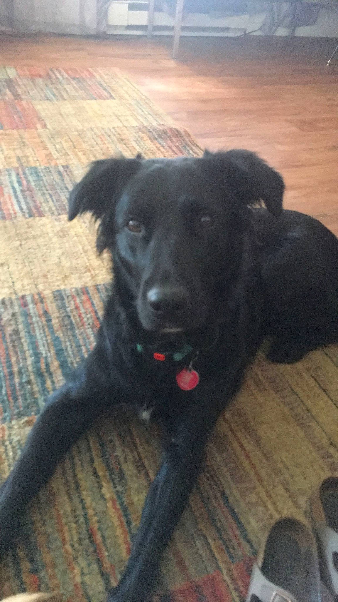 Jerzey joined the competition — help win amazing prizes! borador, canidae, carnivore, collar, companion_dog, dog, dog_breed, dog_collar, flooring, fur, guard_dog, gun_dog, hardwood, retriever, snout, sporting_group, tail, whiskers, wood, working_animal