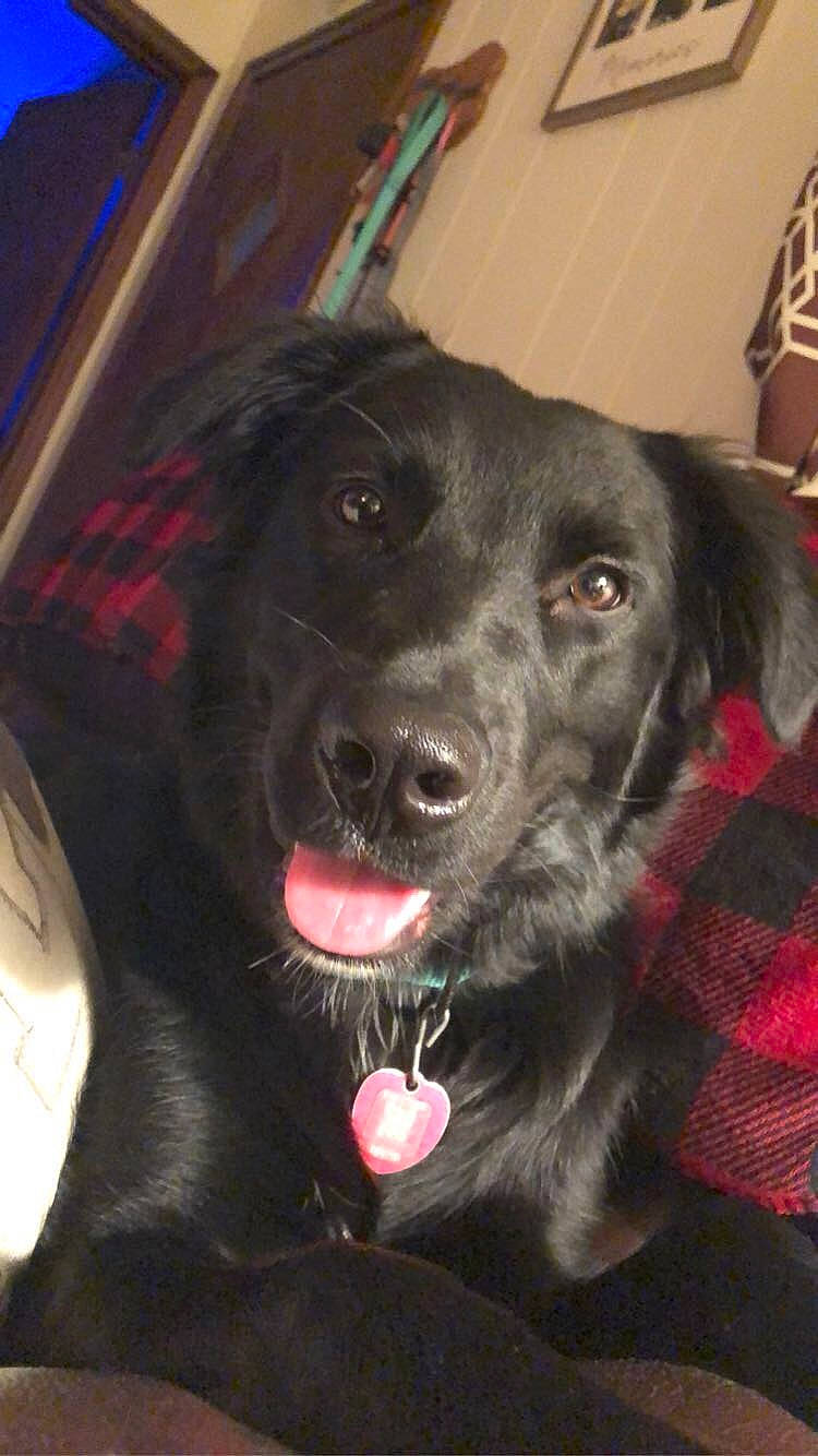 Jerzey is registered to the contest to win money with this photo: borador, canidae, carnivore, collar, companion_dog, dog, dog_breed, dog_collar, fang, fur, gun_dog, hunting_dog, liver, puppy, retriever, shout, snout, sporting_group, whiskers, working_animal