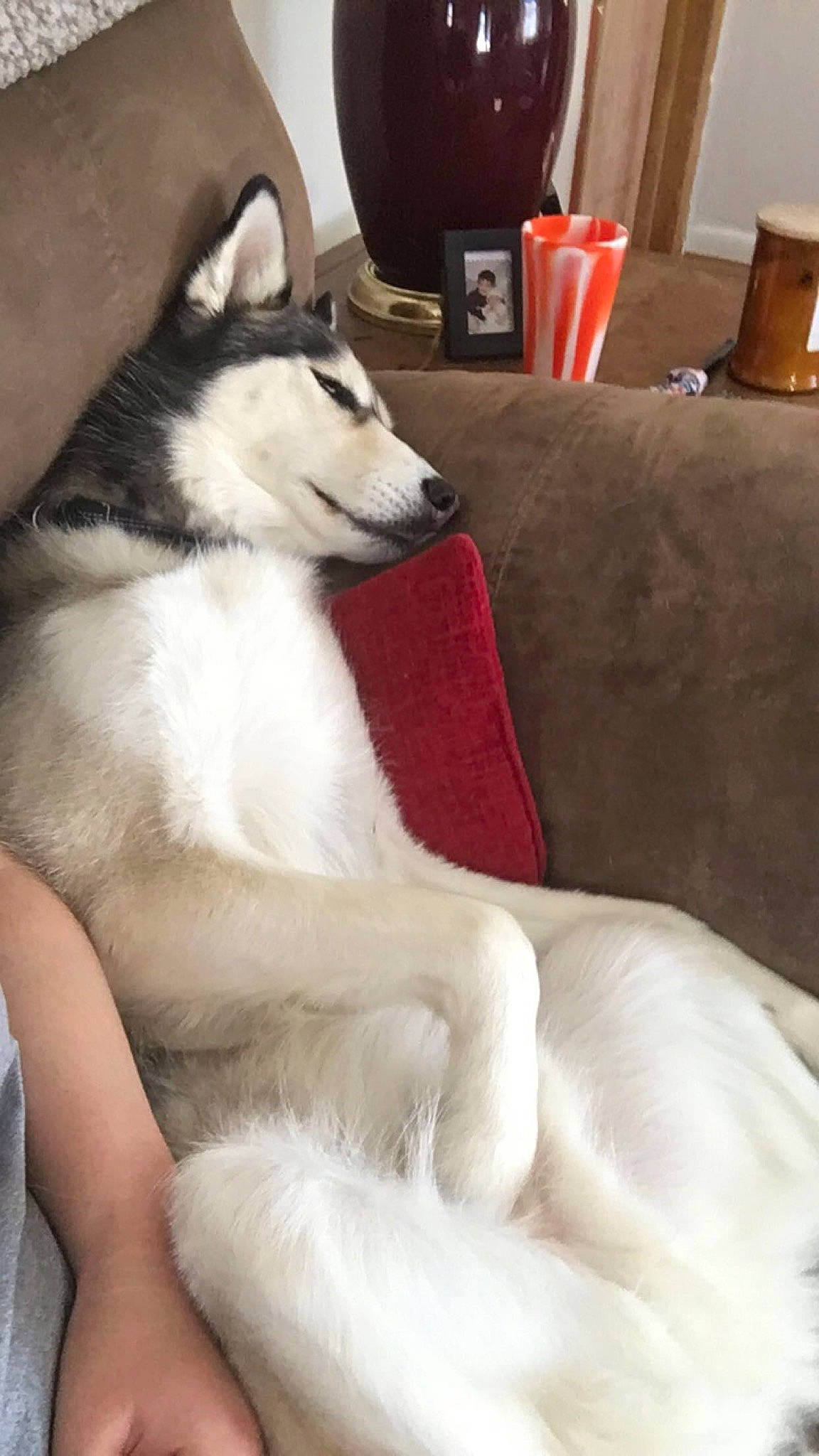 Balto joined the competition — help win amazing prizes! canidae, carnivore, comfort, companion_dog, couch, dog, dog_breed, fawn, flooring, foot, fur, lamp, paw, siberian_husky, sled_dog, snout, sporting_group, tail, terrestrial_animal, working_animal