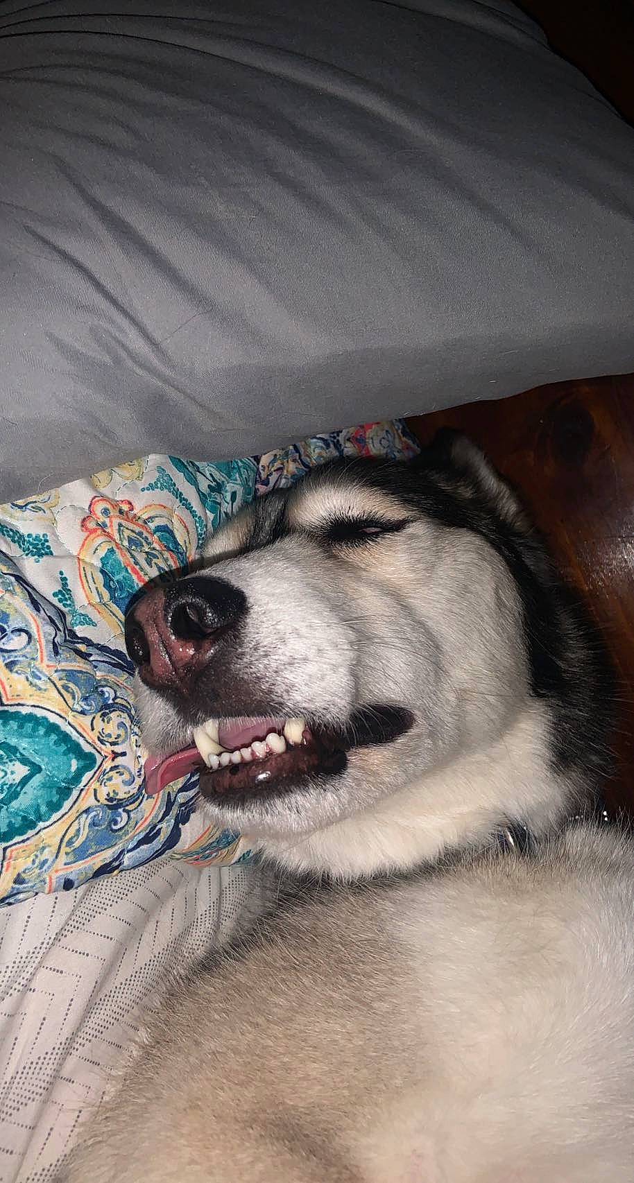 Balto is registered to the contest to win money with this photo: canidae, carnivore, comfort, companion_dog, dog, dog_breed, fang, fawn, flooring, foot, fur, jaw, linens, paw, pet_supply, snout, sporting_group, terrestrial_animal, whiskers, working_dog