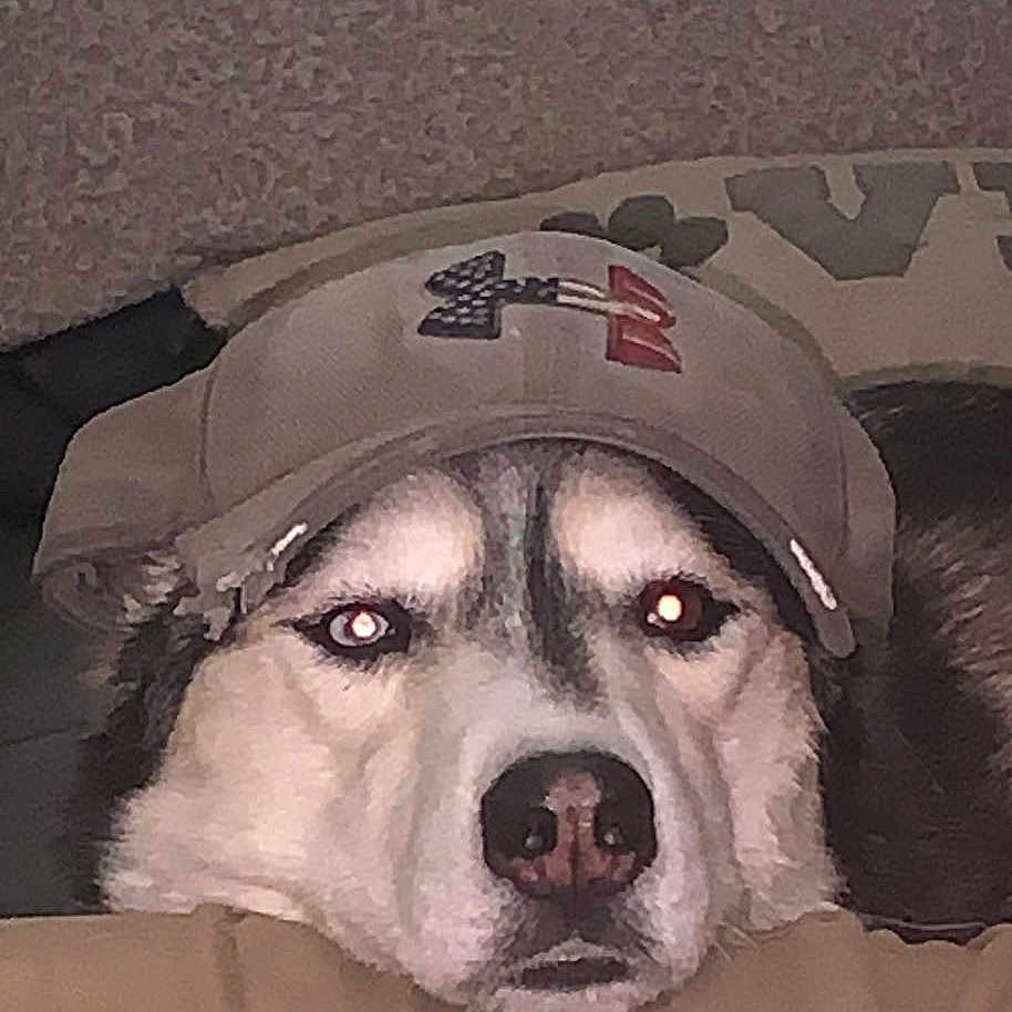 Balto is registered to the contest to win money with this photo: canidae, carnivore, comfort, companion_dog, dalmatian, dog, dog_breed, dog_clothes, dog_supply, eyewear, fawn, fur, guard_dog, helmet, non_sporting_group, personal_protective_equipment, selfie, sporting_group, whiskers, working_animal