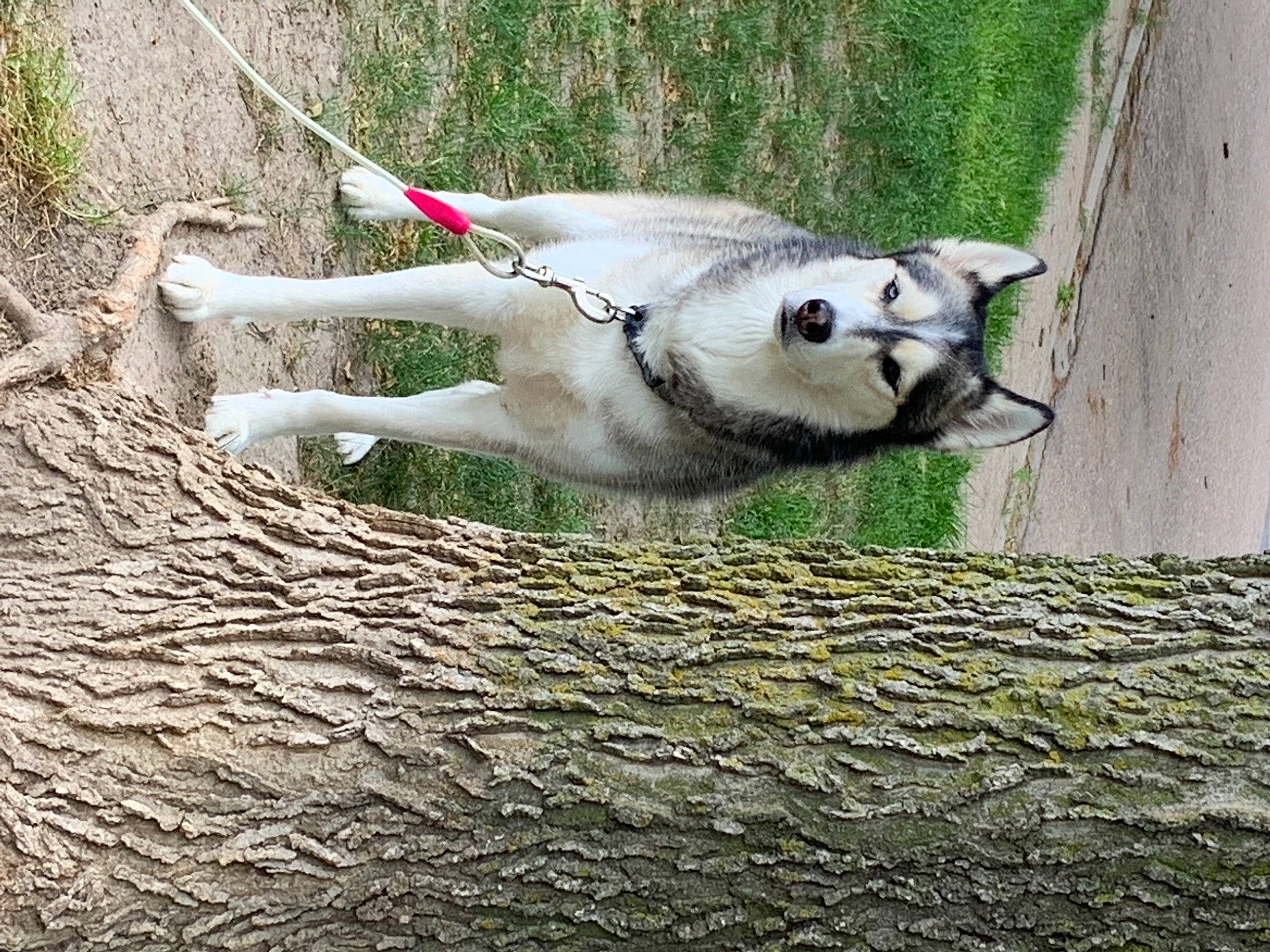 Balto is registered to the contest to win money with this photo: carnivore, collar, companion_dog, corgi_chihuahua, dog, dog_breed, dog_collar, fawn, grass, leash, plant, snout, soil, sporting_group, tail, terrestrial_animal, tree, trunk, wood, working_animal