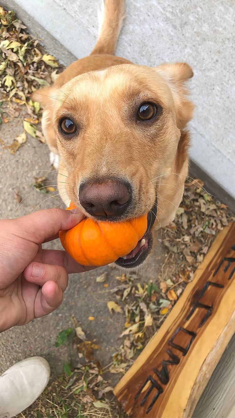 Junior joined the competition — help win amazing prizes! calabaza, carnivore, citrus, companion_dog, cucurbita, dog, dog_breed, dog_supply, fawn, gourd, natural_foods, pet_supply, pumpkin, rangpur, snout, superfood, vegetable, winter_squash, wood, working_animal