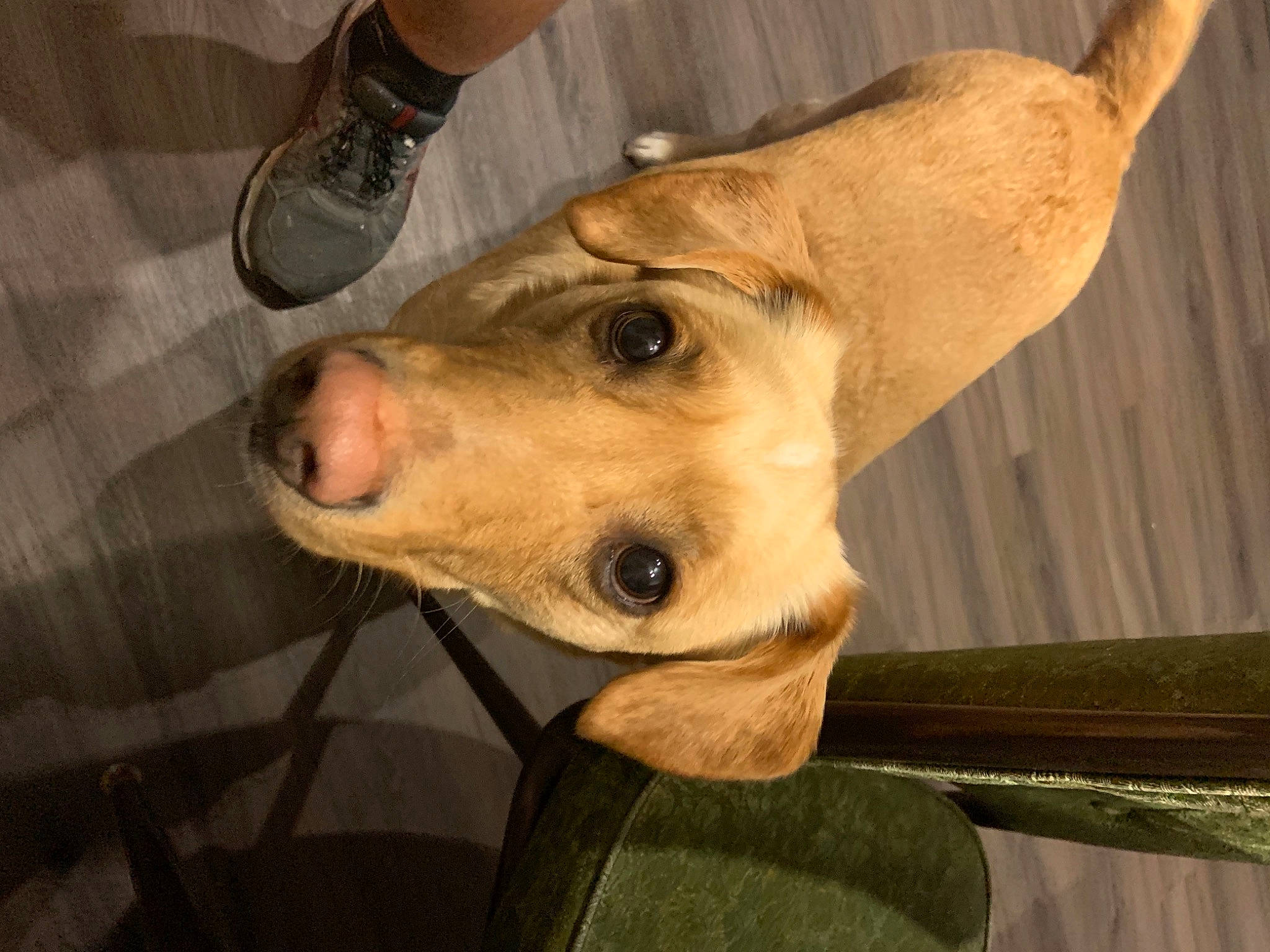 Junior joined the competition — help win amazing prizes! canidae, carnivore, collar, companion_dog, dog, dog_breed, dog_collar, ear, fang, fawn, fur, jaw, pet_supply, snout, sporting_group, terrestrial_animal, watch, whiskers, wood, working_animal