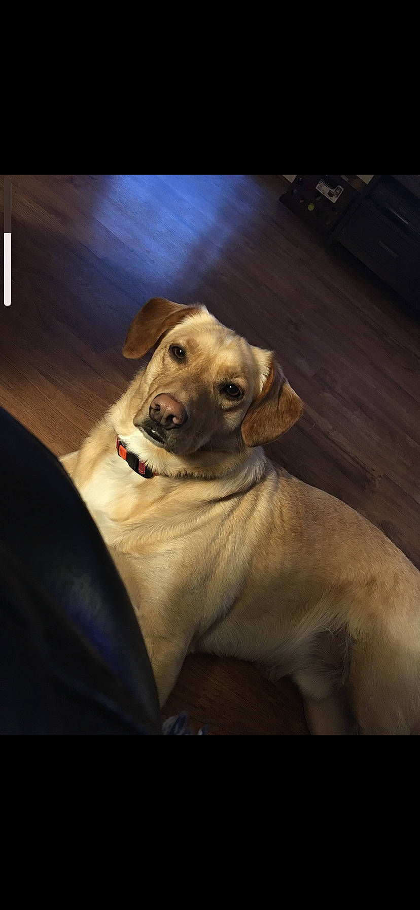 Junior joined the competition — help win amazing prizes! canidae, carnivore, collar, comfort, companion_dog, dog, dog_breed, dog_collar, fawn, flash_photography, fur, glasses, lighting, photo_caption, plant, snout, sporting_group, whiskers, wood, working_animal